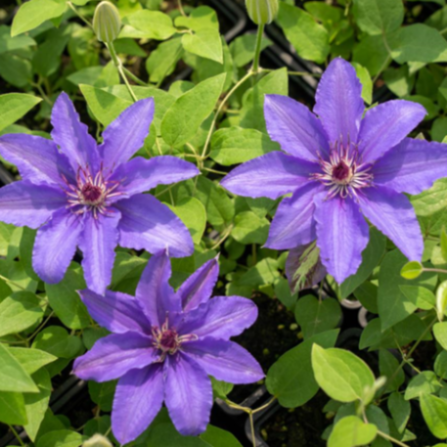 Клематис гибридный Парисьен